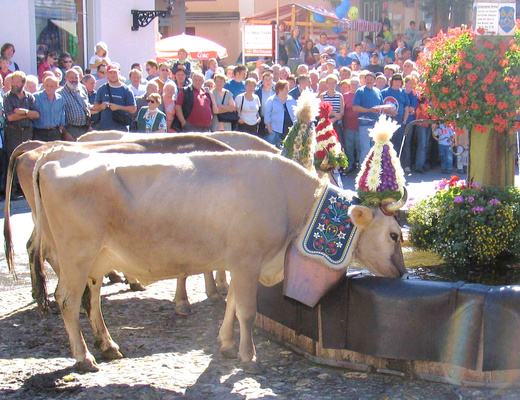 Kühe am Melser Dorfbrunnen